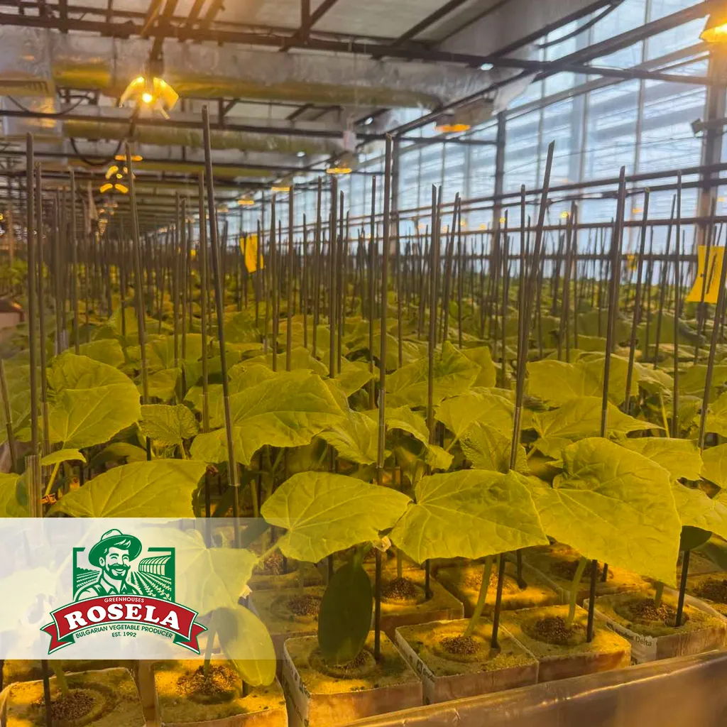 Cucumber plants growing inside Rosela greenhouses under controlled conditions.