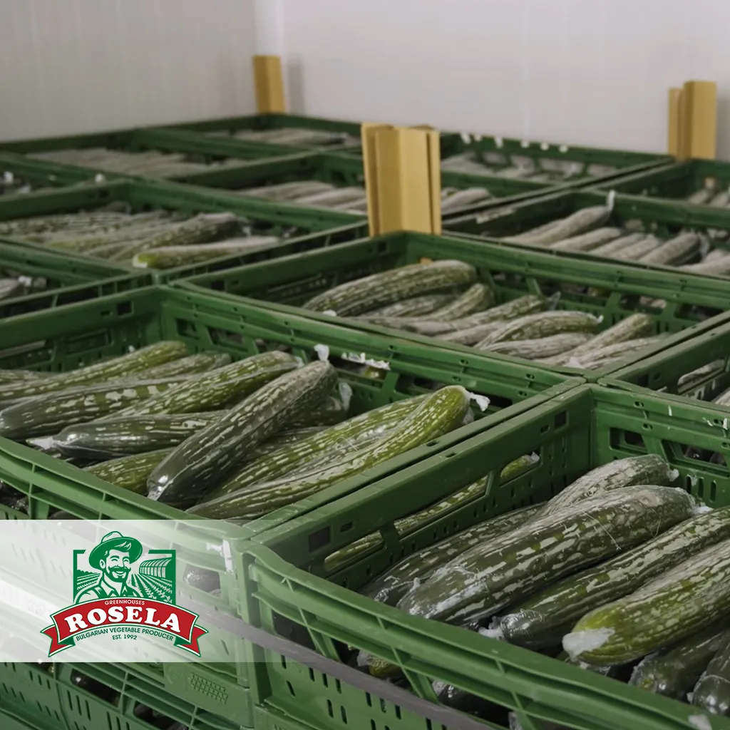 Individually wrapped cucumbers in crates prepared by Rosela for wholesale and retail customers.
